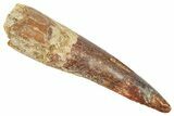 Fossil Spinosaurus Tooth - Real Fossil Tooth #372908-1